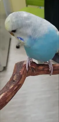Feathered Follies, business photo 3